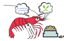 prawns